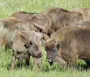 BISONTES