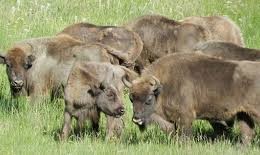 BISONTES